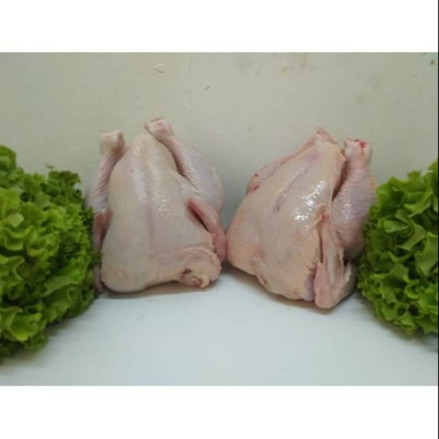 

AYAM BROILER FROZEN PEREKOR