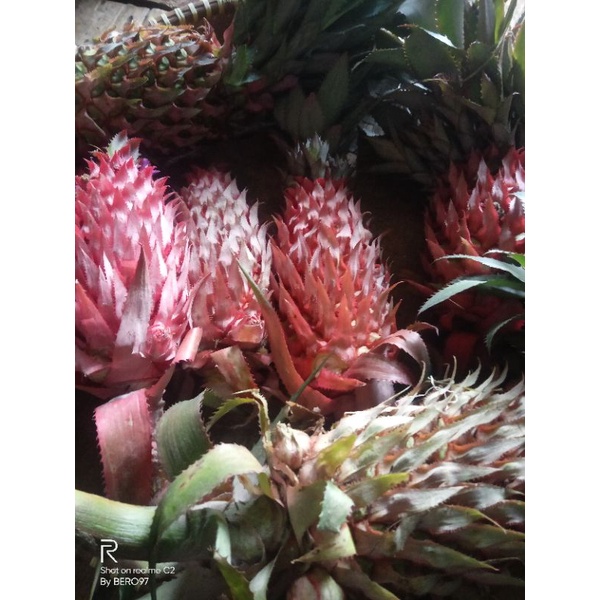 

nanas merah segar per 600gram
