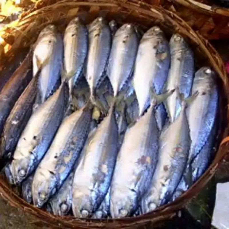 Ikan Kembung Rebus Khas Medan Shopee Indonesia