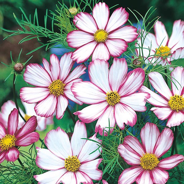 Benih Bibit Biji - Bunga Cosmos Candy Stripe Flower Seeds - IMPORT