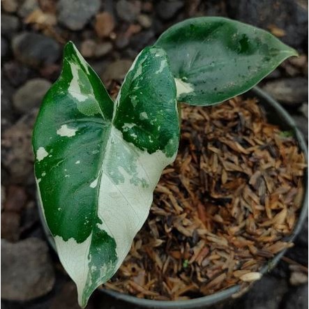 Tanaman hias Alocasia macrorrhiza variegata/sente variegata/sente varigata