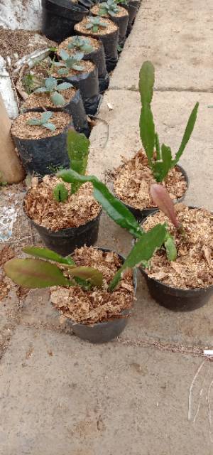 Tanaman hias epiphyllum Wijaya Kusuma hibrid vprincess asqi