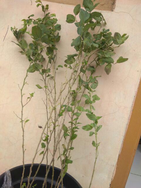 Bibit Bidara Arab/sidr 25-35cm