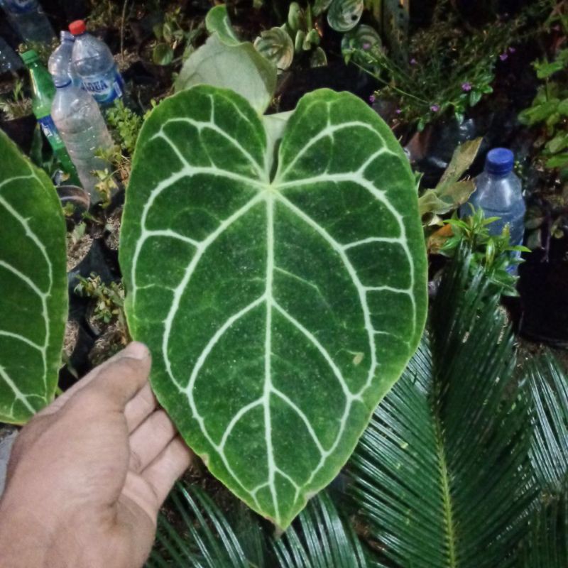 Tanaman hias indoor KUPING GAJAH daun lebar MURAH