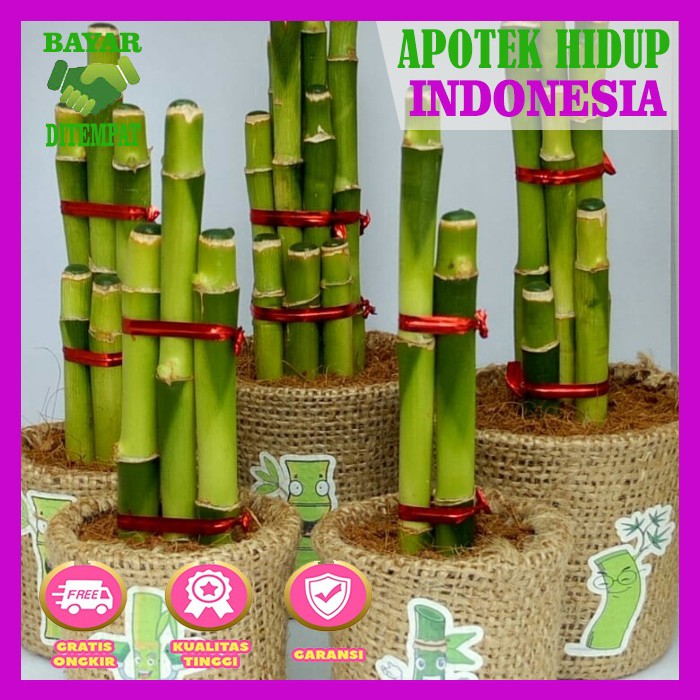 BAMBU HOKI - bibit bambu hoki -BAMBU AIR - BAMBU HIASbambu sri rejeki