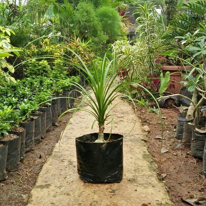 Tanaman Hias Taman Nolina