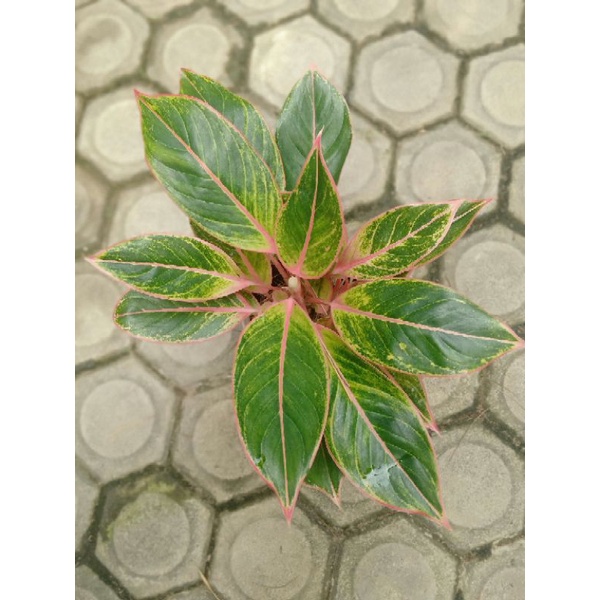 Aglaonema minion