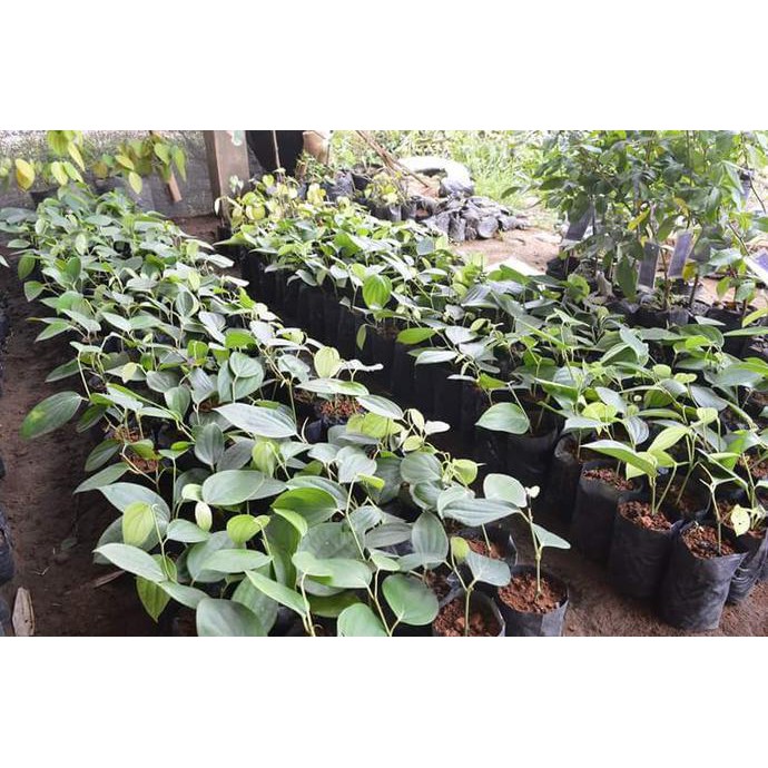Jual Bibit Tanaman Lada Perdu Unggul/ Bibit /Biji / Benih ind4h