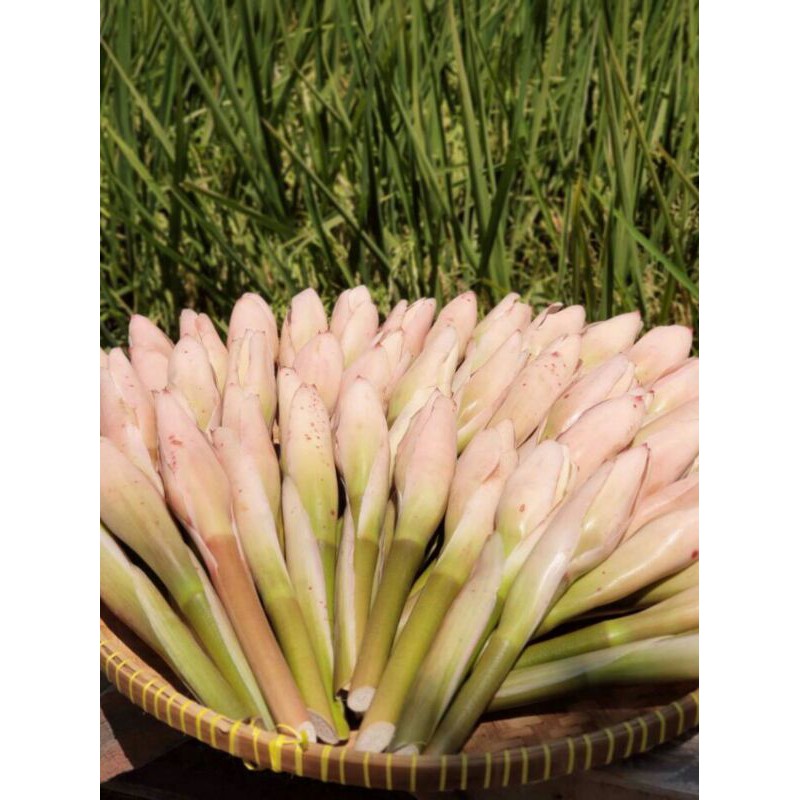 BUNGA HONJE / KECOMBRANG / KINCUNG