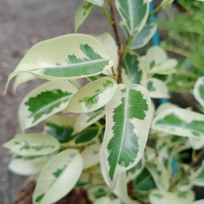 TANAMAN HIAS BERINGIN PUTIH| FICUS VARIEGATA