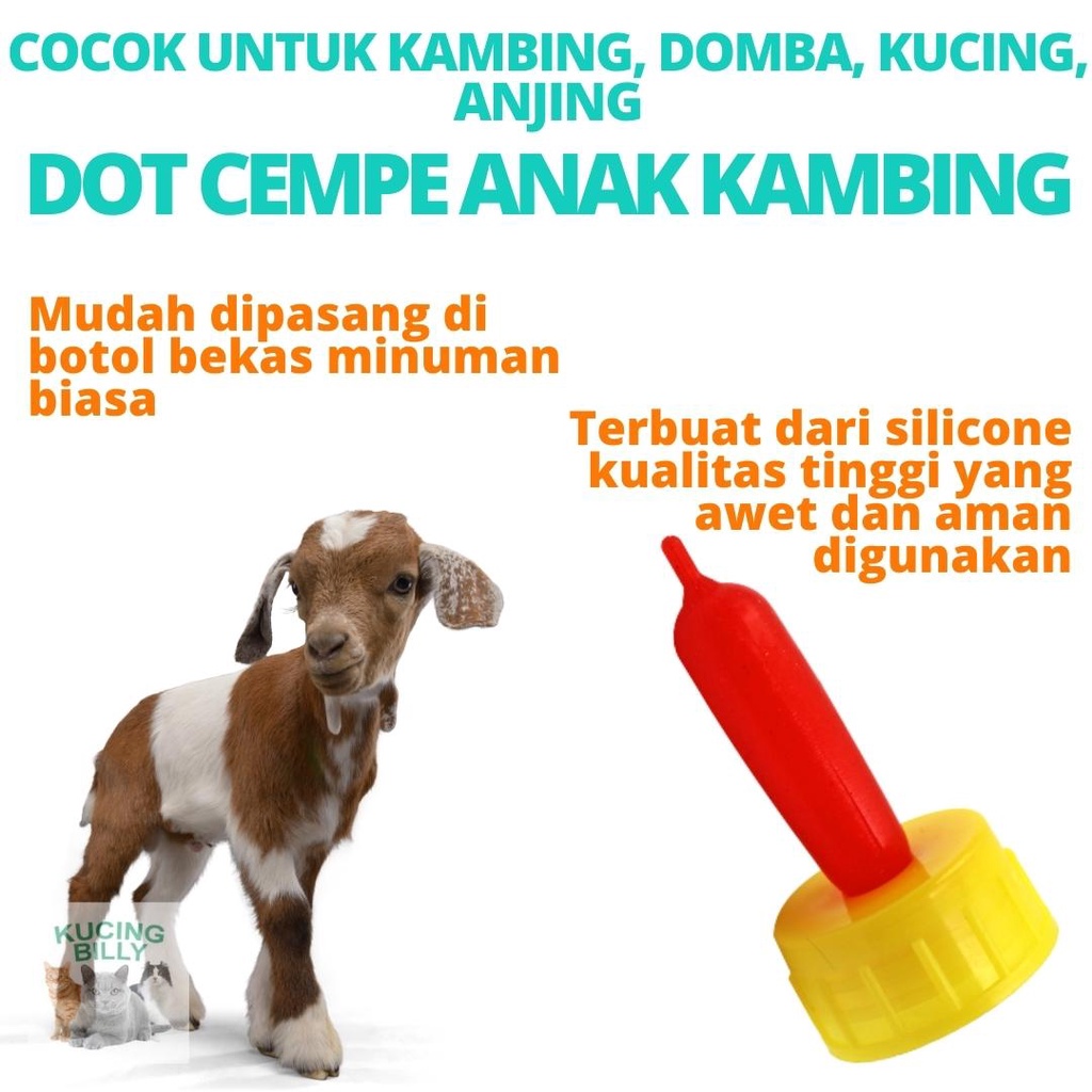 Dot cempe kambing domba