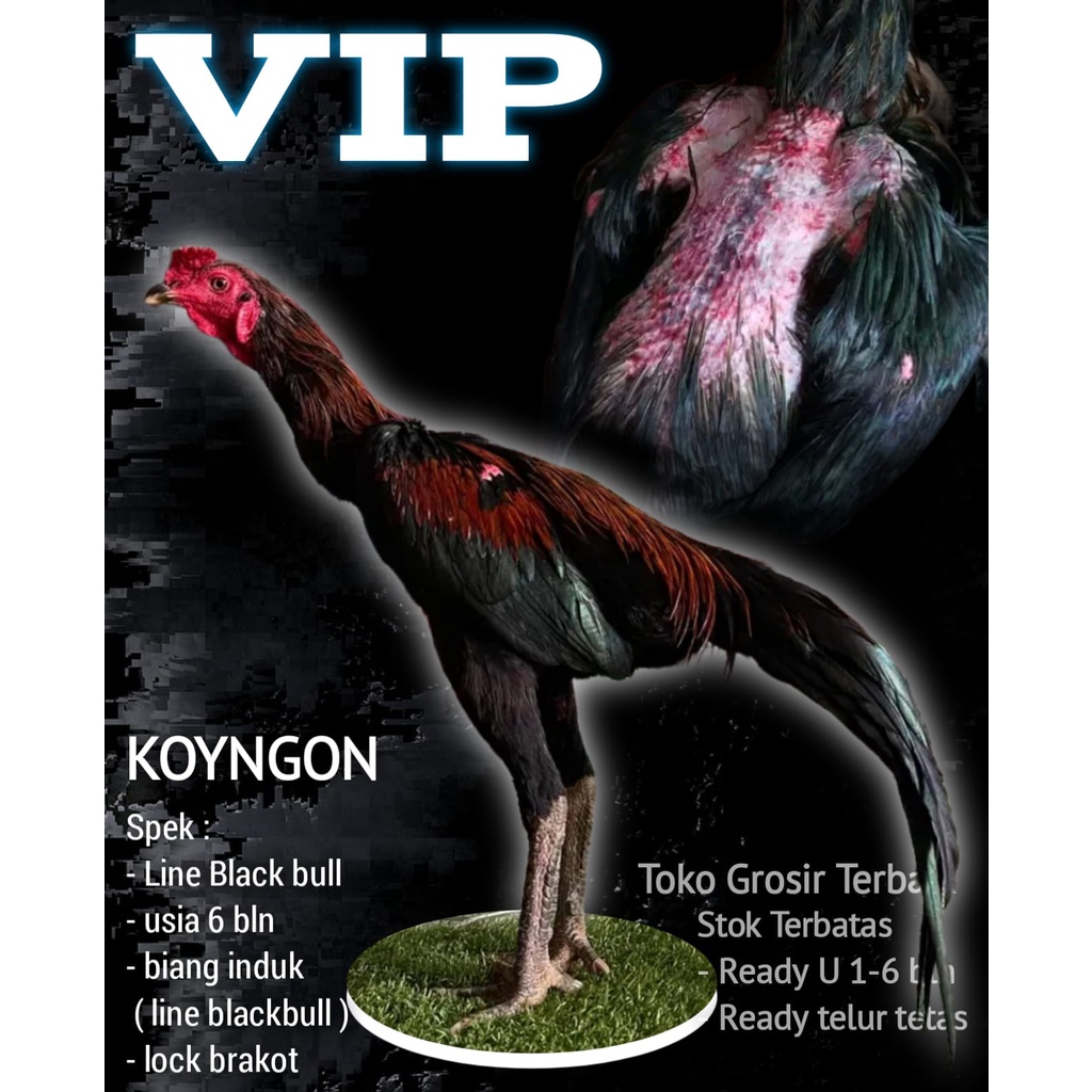 Ayam bangkok asli original koyngon F1 super speed