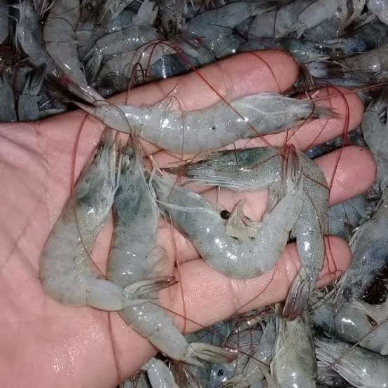 

Udang Vaname Segar Uk Kecil- 1 Kg