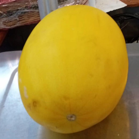 

MELON GOLDEN PER PCS