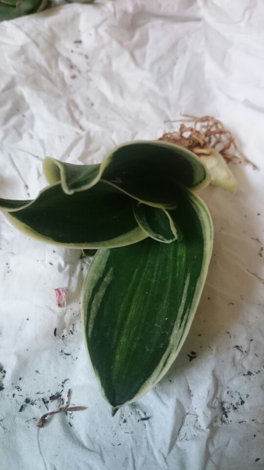 Sensivera pagoda  Var