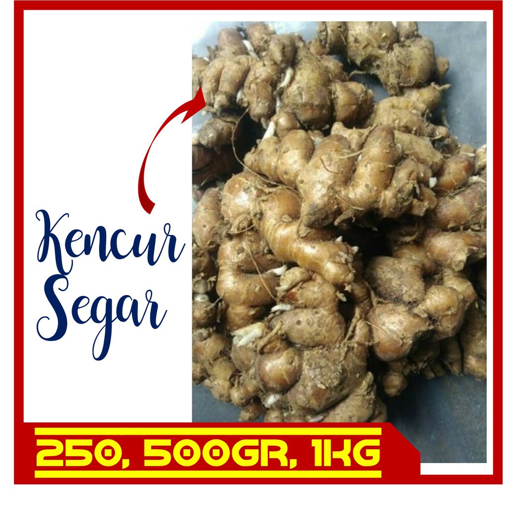 

KENCUR 250 GR