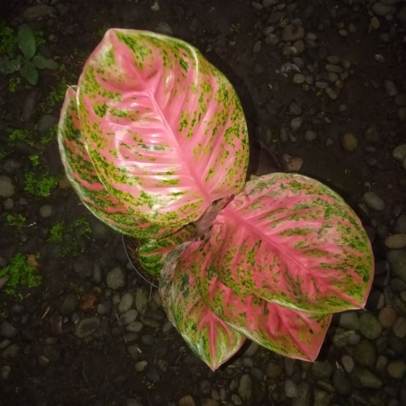 aglonema Wulandari cantik aglonema Wulandari murah