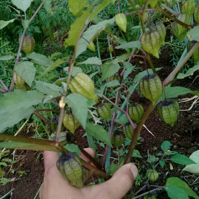 

Promo daun dan pohon ciplukan 500gram fres segar