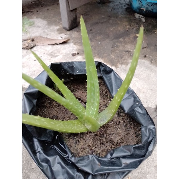 Jual Bibit Tanaman Lidah Buaya/Bibit Lidah Buaya Jumbo/Lidah Buaya ...