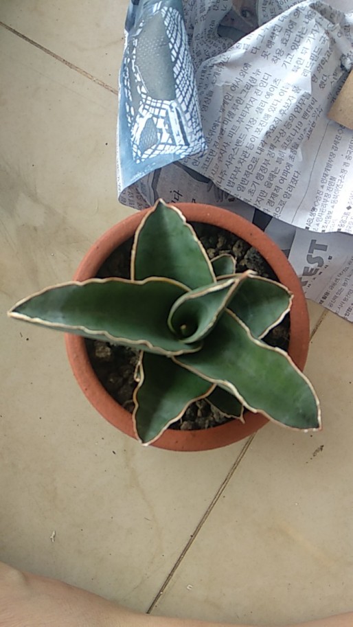 Sensipera Lavranus Pot8cm