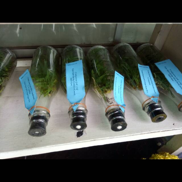 Bibit Anggrek Botol (Bulan/Vanda/Dendro)