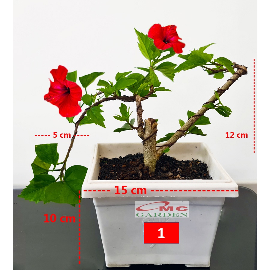 Bonsai Bonsae Mame Kembang Sepatu Bunga Raya Hibiscus Worawari Rosa Dinensis Merah Tanaman Hias 001