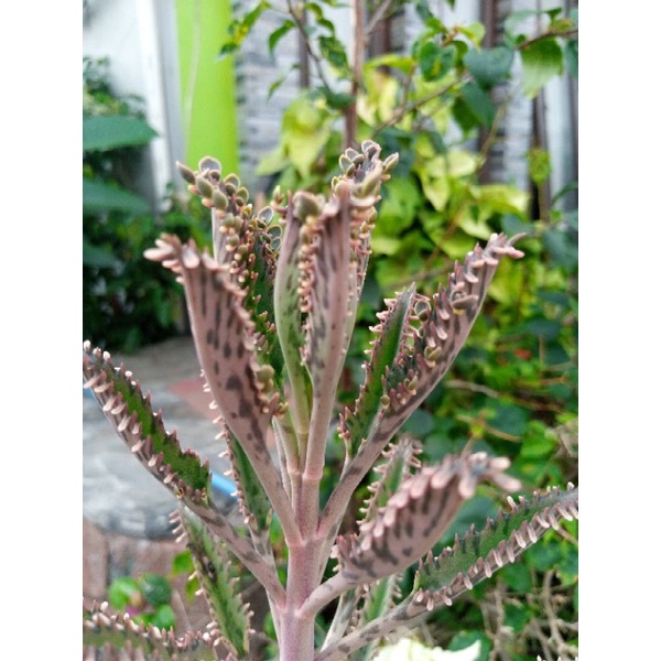 sukulen cocor bebek/cocor bebek gendong