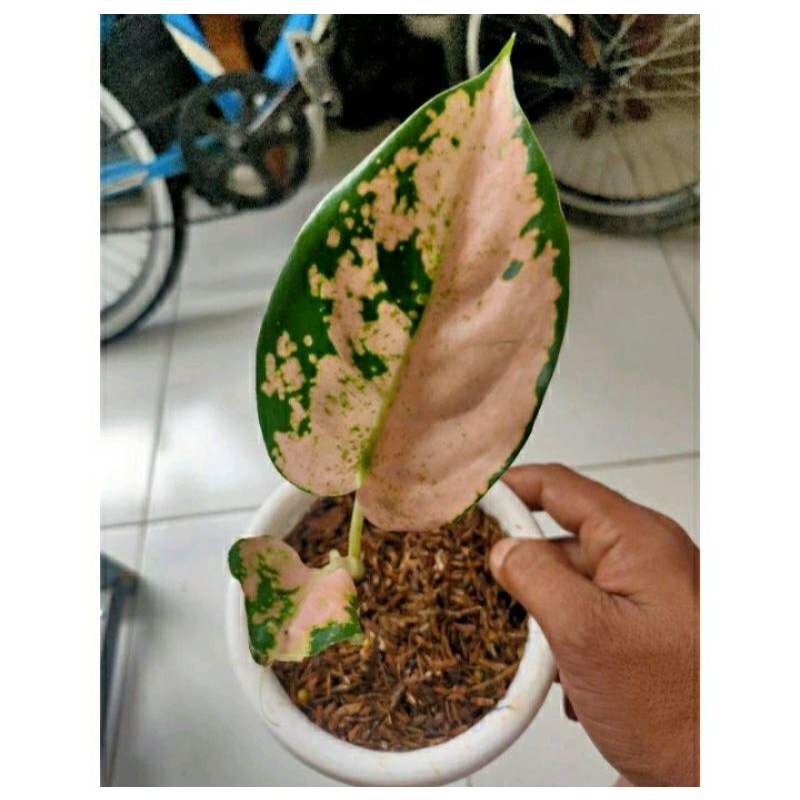 bibit aglonema suksom white baby/anakan