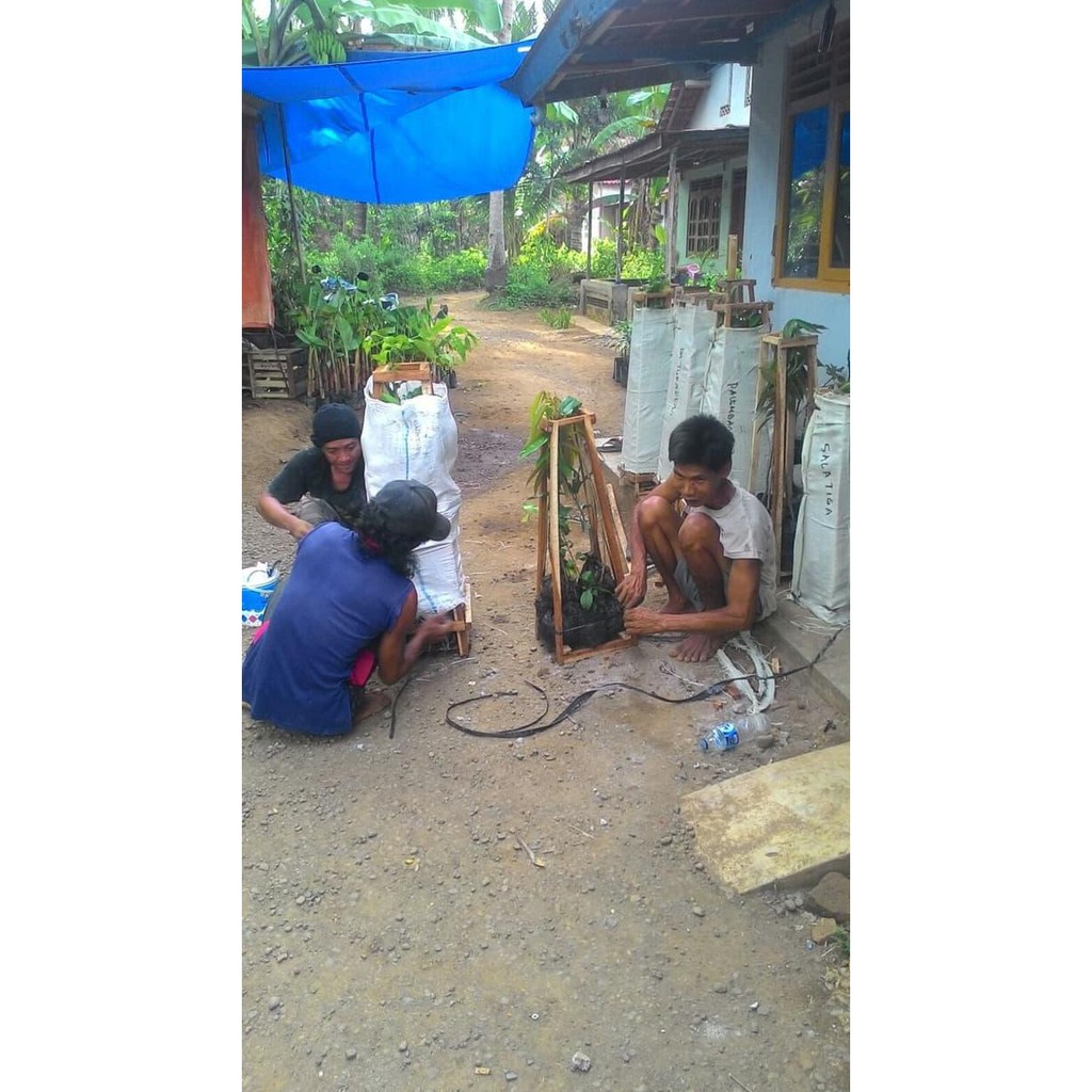 Unggulan Af Bibit Jambu Air King Rose Unggul | Tanaman Buah Jambu King Rose Bkk