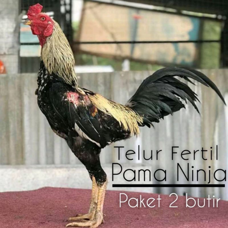 Gambar Ayam Pama Ninja / 1