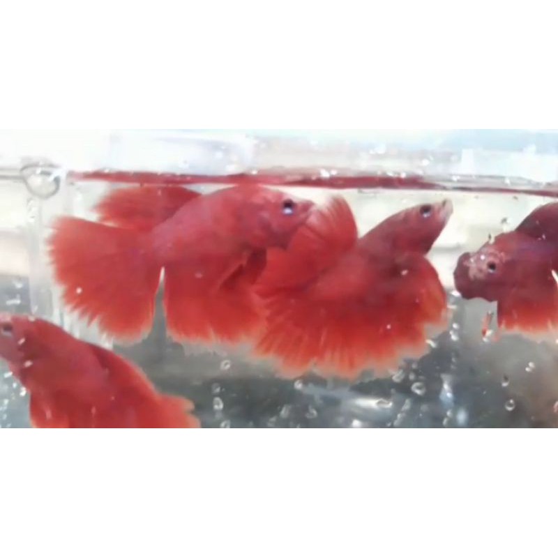 

ikan cupang helfmoon super red