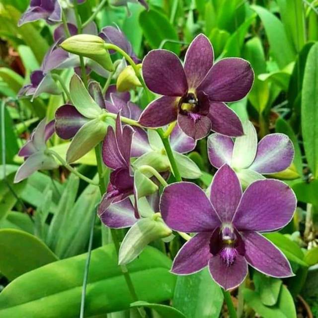 DendroBium Blue Foxtail Dewasa / spike