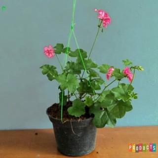  Geranium  bunga pink putih geranium  zonal patriot bright 