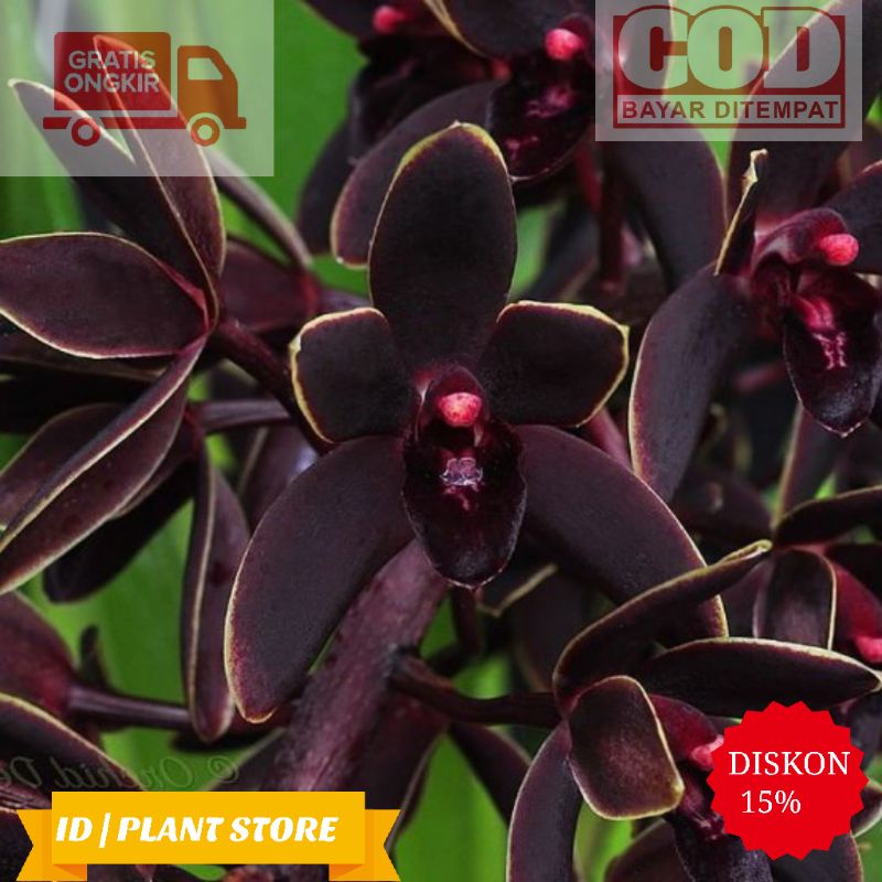 (BISA COD) Anggrek cymbidium black shower-anggrek cymbidium-tanaman hidup-bunga hidup