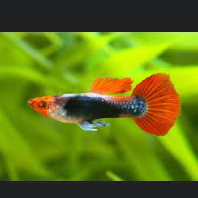 IKAN GUPPY TUXEDO KOI | IKAN HIAS | IKAN MURAH