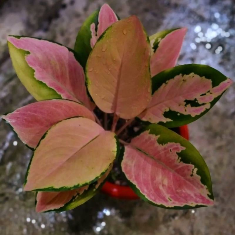 Aglonema Golden Love - Tanaman hias aglaonema Golden Love - tanaman hias hidup - bunga hidup - bunga