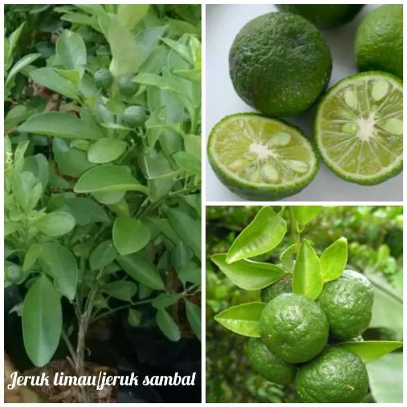 Bibit jeruk kunci/limau