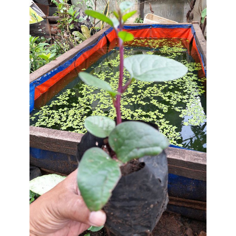 Binahong Merah / Anredera cordifolia, Gandola