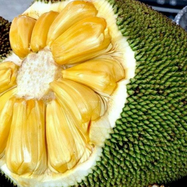 Jual bibit buah nangka lokal dari biji. | Shopee Indonesia