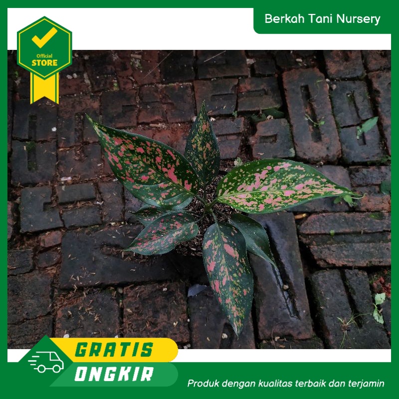 Aglonema Ruby Garuda lokal/Aglaonema murah