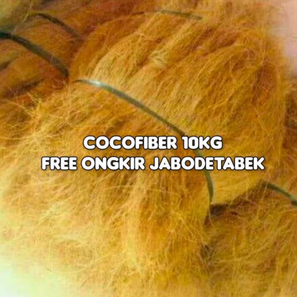 SERABUT KELAPA ANGGREK