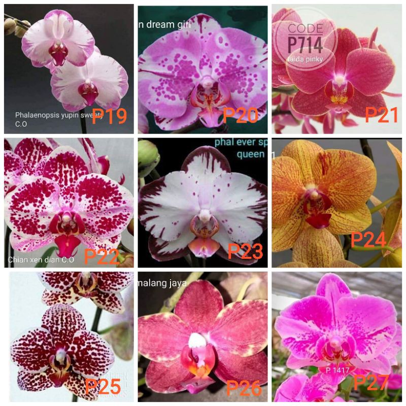 anggrek seedling besar atau bunga jumbo super premium hybrid bunga jumbo silangan taiwan