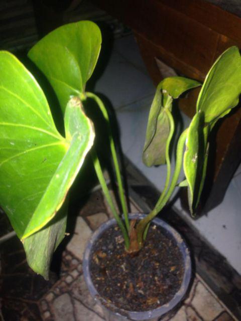 Tanaman Calathea Silver