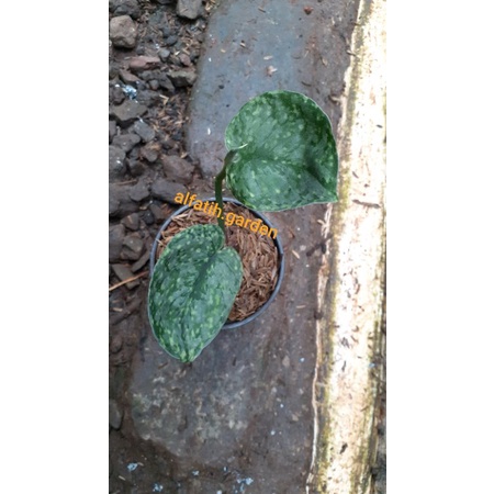 scindapsus exotica variegata