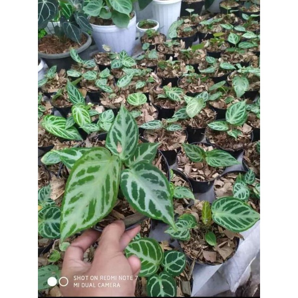 kuping gajah silver blush