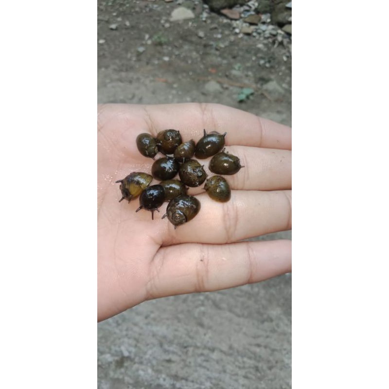 keong tanduk turbo asasin pamakan alga yang ada diaquarium