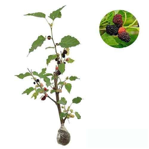 Bibit Pohon Buah mulberry murbei Tanaman Hidup