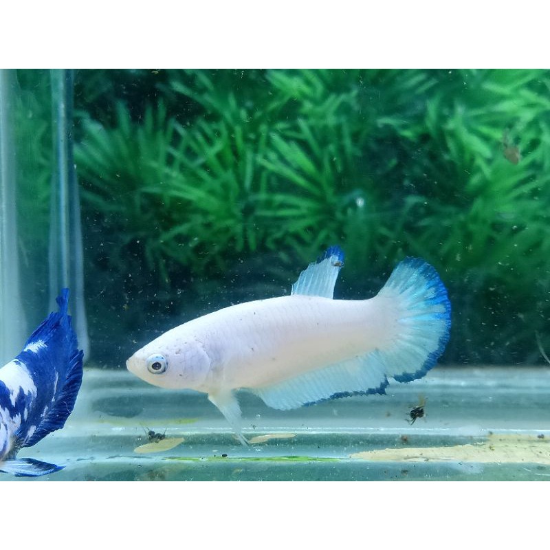FEMALE BLUE RIM BUTTERFLY