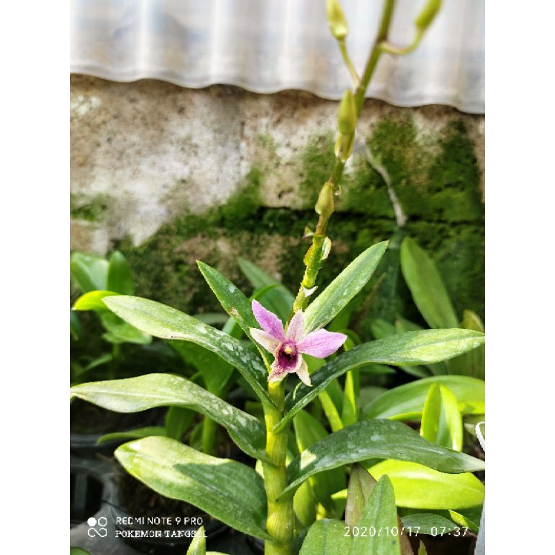 Anggrek Dendrobium Princess x Canaliculatum