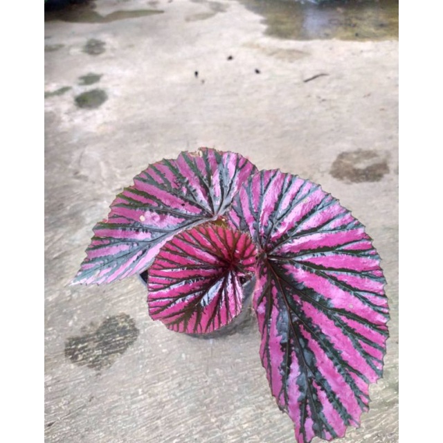 Tanaman Begonia rex walet